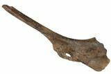 Hadrosaur (Edmontosaurus) Ischium Bone - South Dakota #192674-5